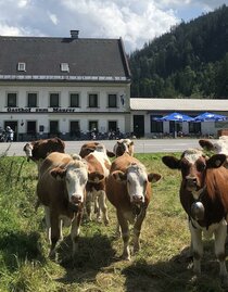 Gasthof zum Maurer | © Fam. Maurer | © Fam. Maurer