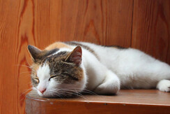 Haus Annerl, Grundlsee, Katze