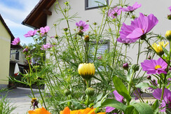 Haus Rosy - Seitenansicht