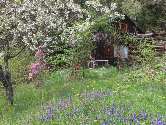 Kräutlhütte umwebt in Frühlingsblüten | © Maria Elfriede Auer