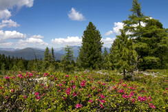 Kreischberg Almrausch_(c)Holzwelt Murau_Tom Lamm_K