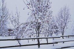 Vogelbeerbaum im Winter