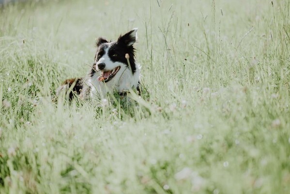 Hütehund Lilly am Michlbauernhof