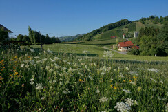 Blick vom Haus Presse auf den Burgstallkogel