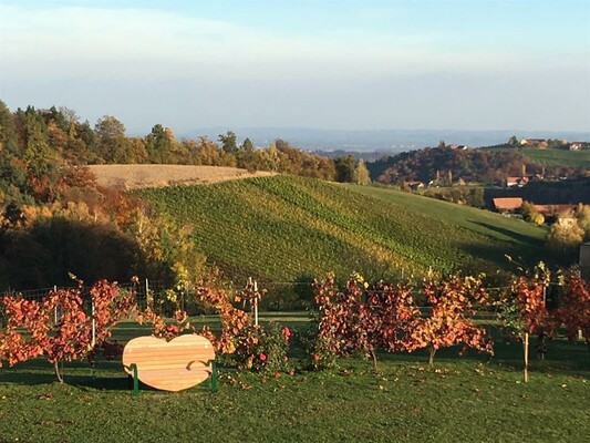 Blick in die Weingärten