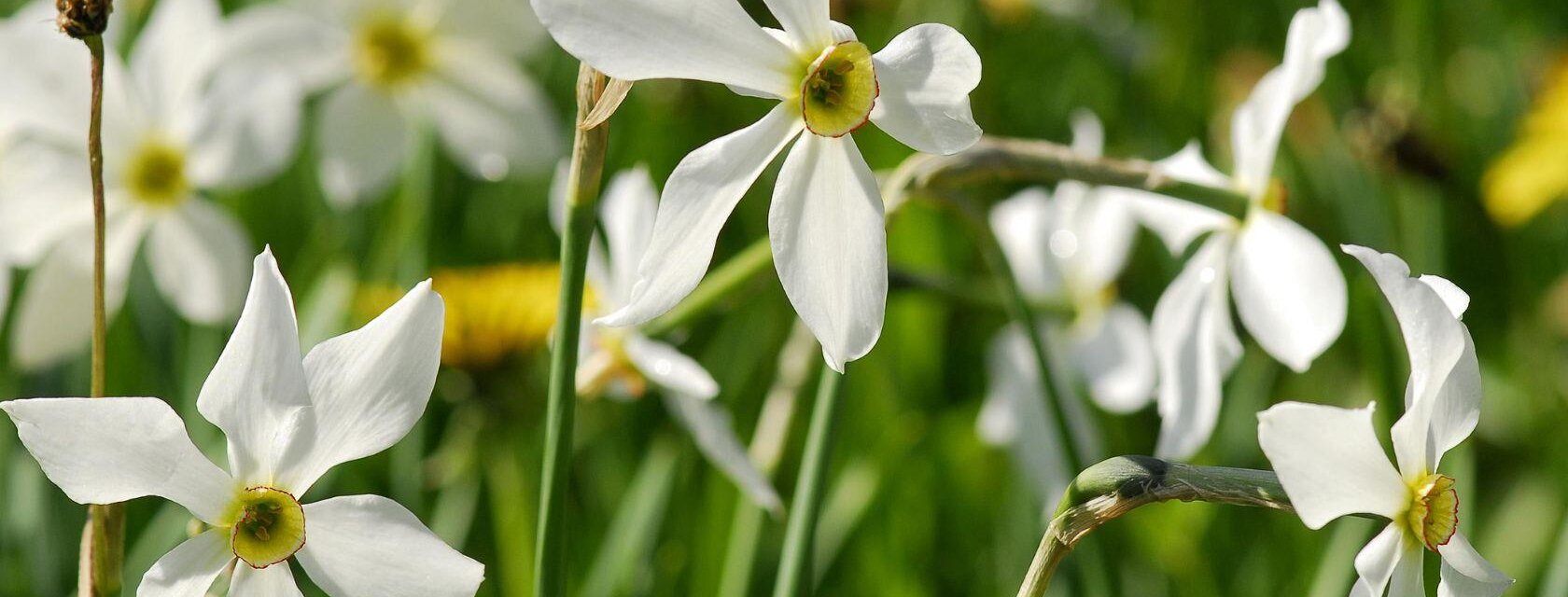 Pension Ladner, Grundlsee, Narzissen