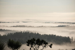 Nebel über den Weingärten