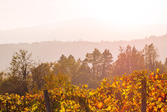 Herbst im Weingarten