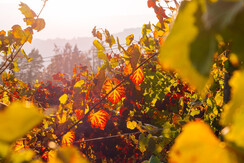 Herbst im Weingarten