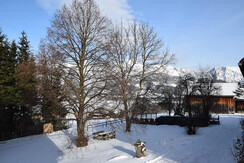 View of the linden tree