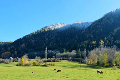 Auf der grünen Weide