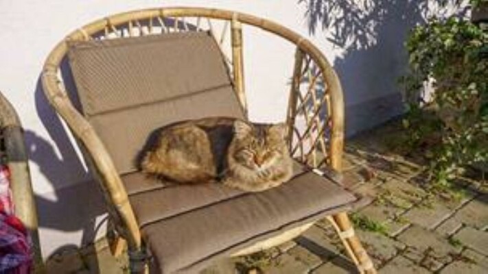 Our cat | © Urlaub am Weinbauernhof Bernhard