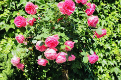 b89ad8a1-c05c-4536-a5e9-588221cb9a16