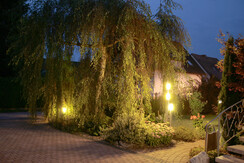 Birke Abendbeleuchtung