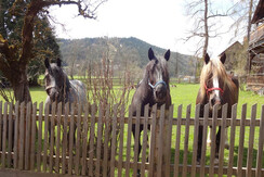 unsere Pferde
