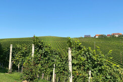 WEingartenblick 2