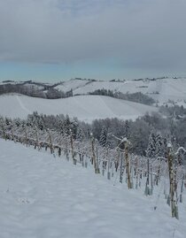 Marko der Weinstricker WeinWinter | © Marko der Weinstricker | Fam. Marko |  Fam. Marko | © Marko der Weinstricker | Fam. Marko