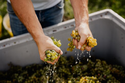 KOERBLER-STERNAT-20231009-248