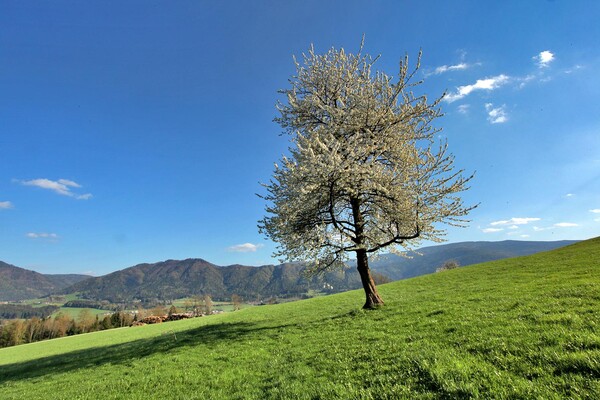landschaft-muerztal_hiller | © Rothwangl