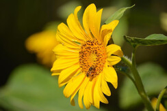 Auszeithof Weingut Pronegg Sonnenblume