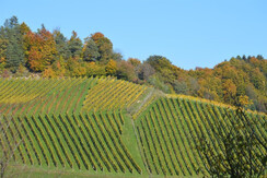 Auszeithof Weingut Pronegg Ausblick
