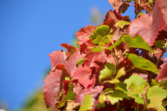 Auszeithof Weingut Pronegg Weinlaub