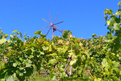 Bioweingut Menhard Thomas Weingarten