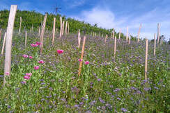 Bioweingut Menhard Thomas Blumenwiese