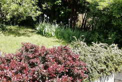 Blühender Garten