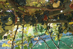 Weinlaube