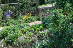 frisches Gemüse aus Garten Ferienhaus Riegelnegg