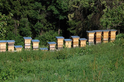 Honig aus eigener Imkerei Ferienhaus Riegelnegg