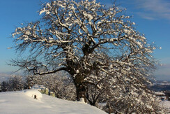 Winterlandschaft Ferienhaus Riegelnegg