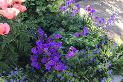 Mohn Storchenschnabel Ehrenpreisw