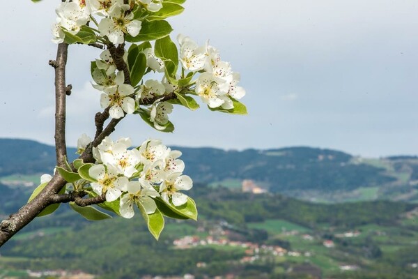 Blüte | © Rene Strasser