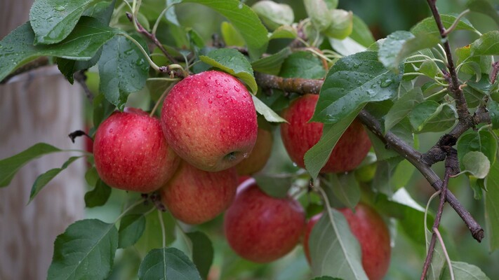 APFEL | © Rene Strasser