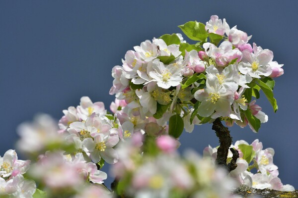 Apfelblüte | © Ewald Neffe