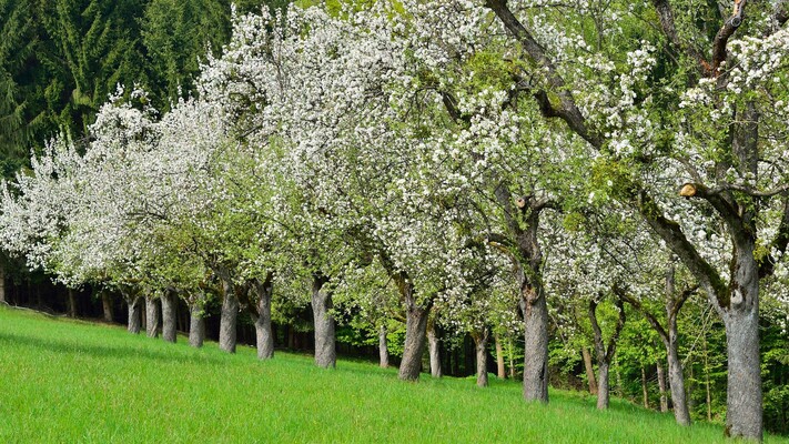 Blühende Streuobstbäume | © Ewald Neffe