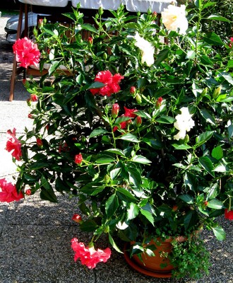 blühender Hibiskus