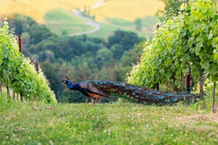 TVGamlitz/Harry Schiffer