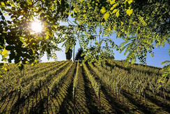 TVGamlitz/Harry Schiffer_1