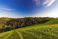 TVGamlitz/Harry Schiffer_3