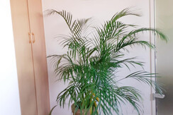 Glanz & Gloria Zimmerpflanze