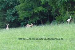 Damwild und Storch