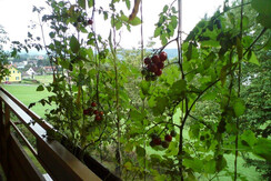 Balkon westseitig