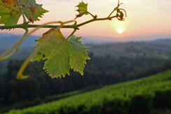 Abendstimmung