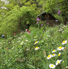 Frühlingsblumen_Kräutlhütte Auer | © Maria Elfriede Auer