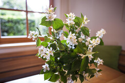 Blumen aus dem Garten