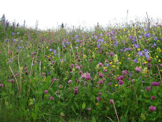 bunte Blumenwiese