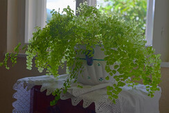 Impression Farn mSpitzendeckerl